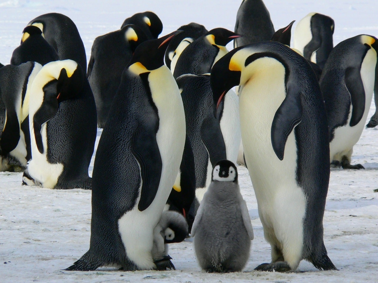 Google Update: Penguin 4.0 & What It Means for Marketers